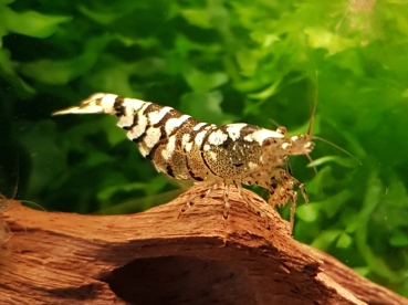 TaiTi Bee Garnele